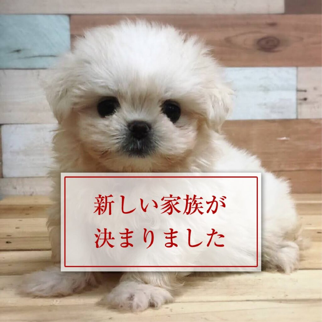 わんこページ IC-260 ドッグワン2026年版の名入れカレンダーを格安で販売 - 名入れ